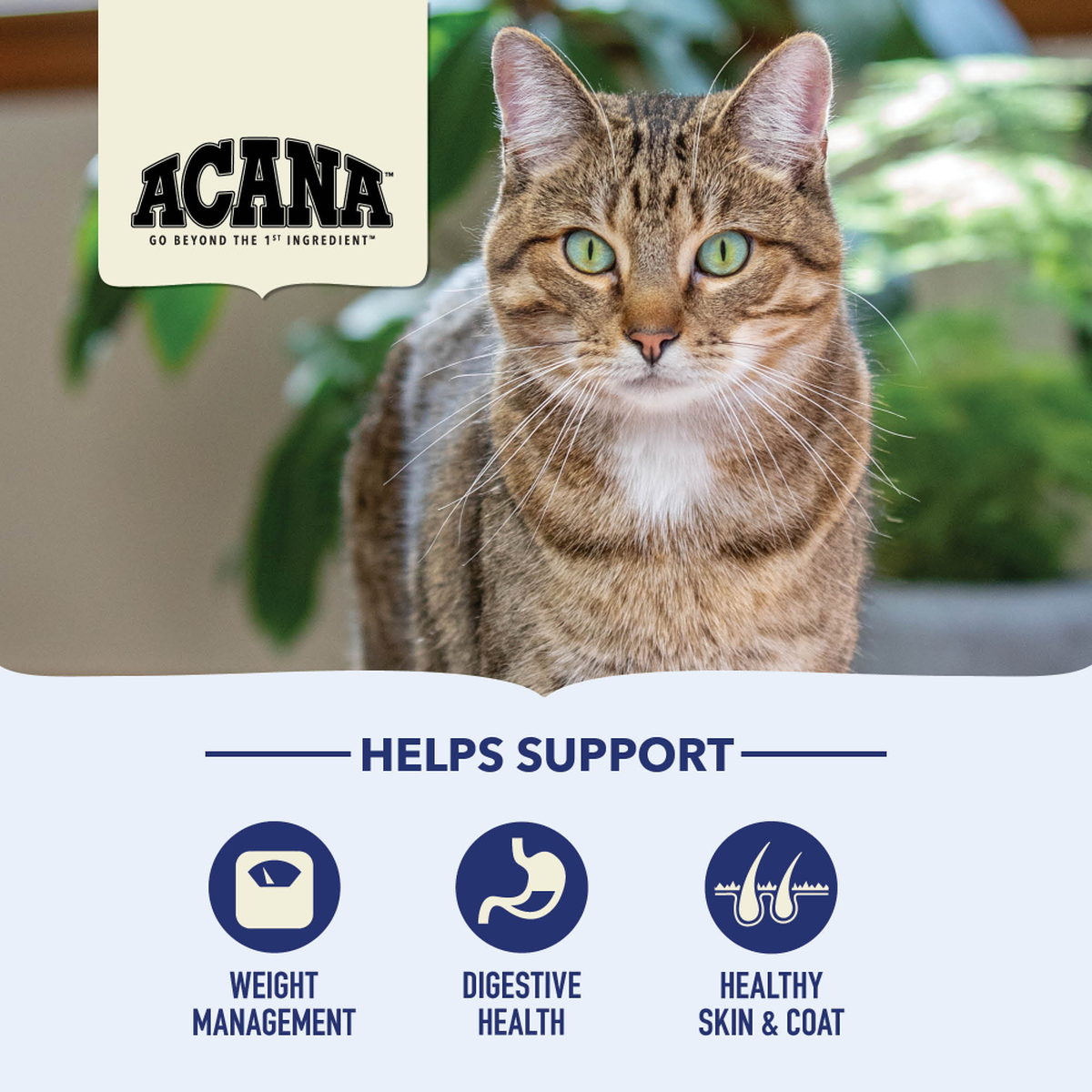 Indoor Entree Fish Healthy Cat Food for Indoor Cats ACANA USA